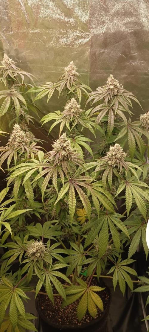 Aliento de dragón - Black Tuna Seeds. Week 14