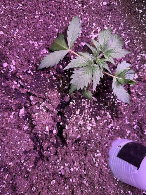 AcclimatedPrimeAltitude. Week 3