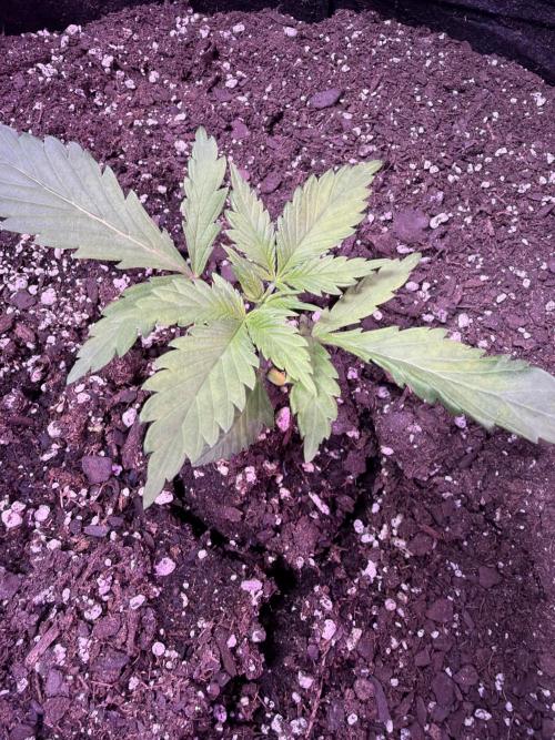 AcclimatedPrimeAltitude. Week 3