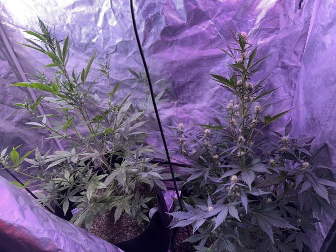 AcclimatedPrimeAltitude. Week 4 - Left is purple lemonade 