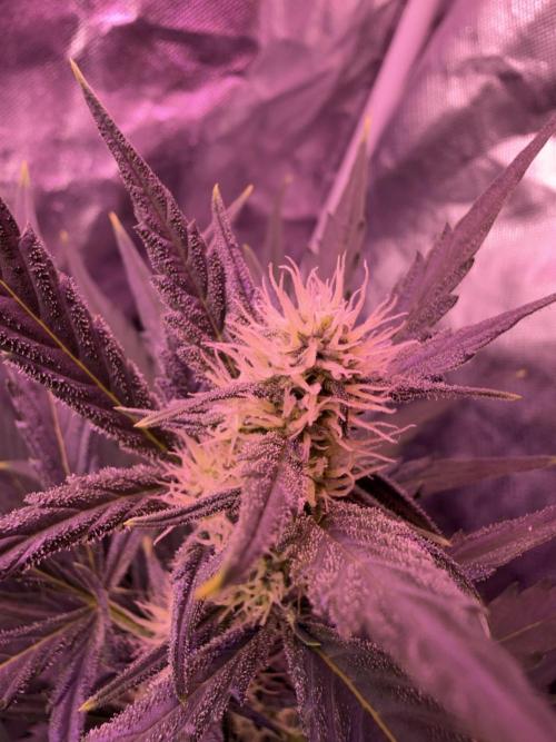 AcclimatedPrimeAltitude. Week 4