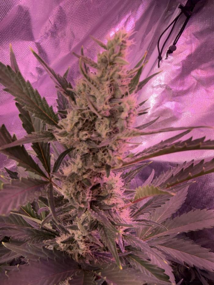 AcclimatedPrimeAltitude. Week 6