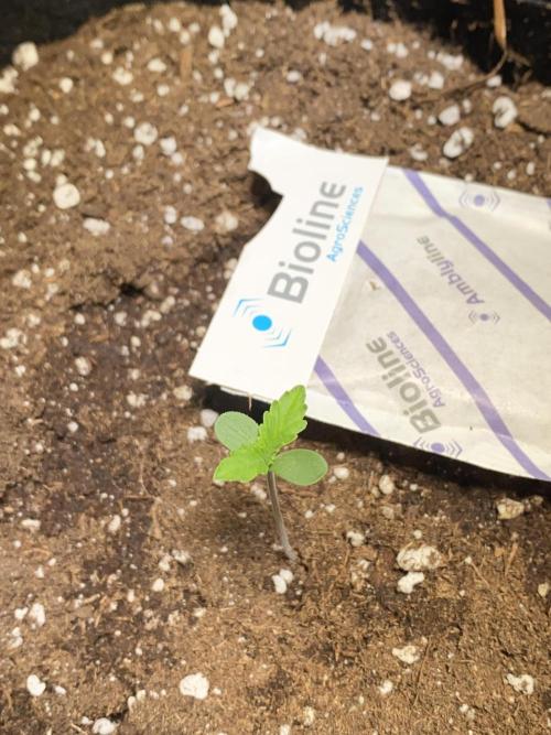 Auto Mokum's Tulip. Week 1