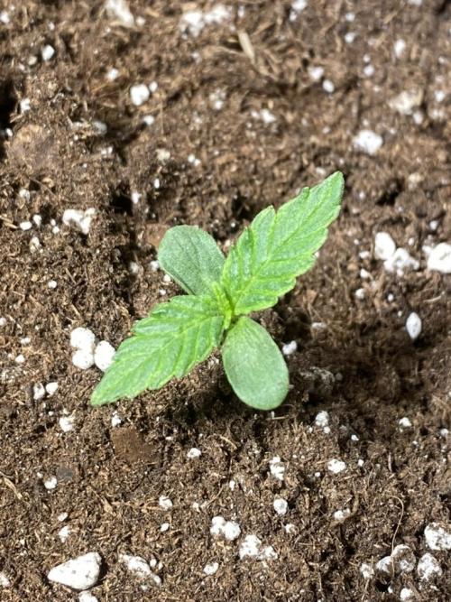 Auto Mokum's Tulip. Week 1