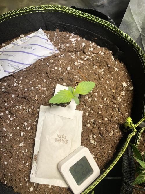 Auto Mokum's Tulip. Week 2