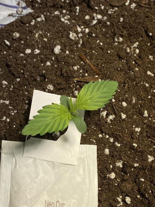 Auto Mokum's Tulip. Week 2