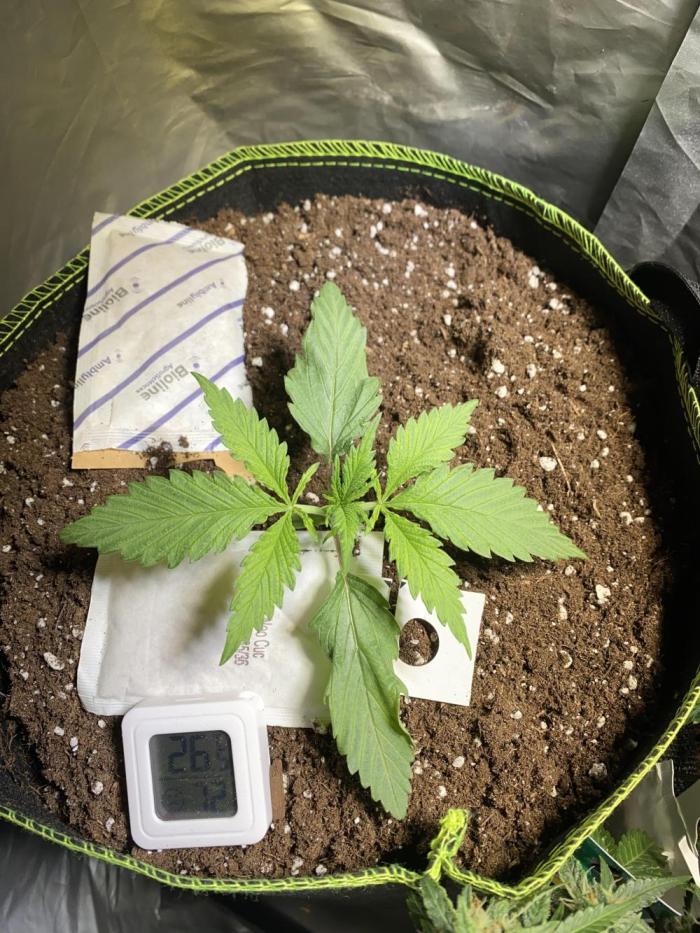 Auto Mokum's Tulip. Week 3