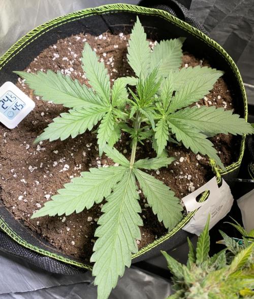 Auto Mokum's Tulip. Week 4