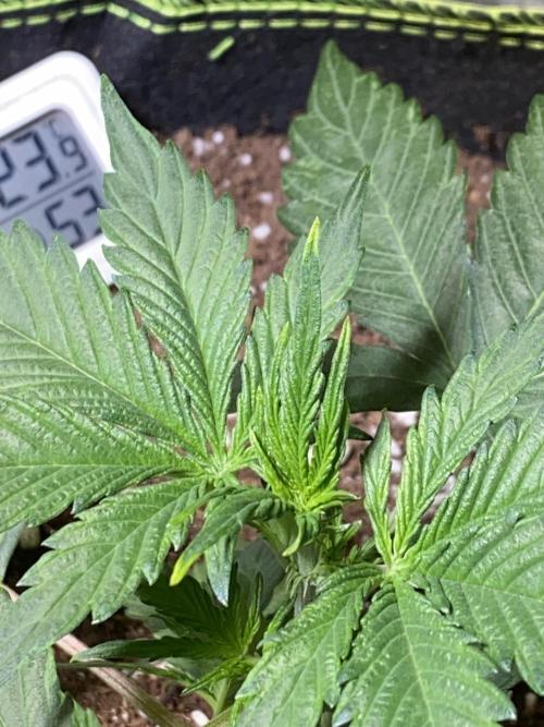 Auto Mokum's Tulip. Week 4