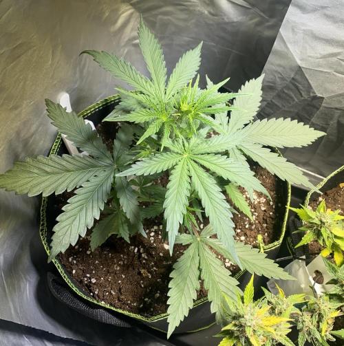 Auto Mokum's Tulip. Week 5