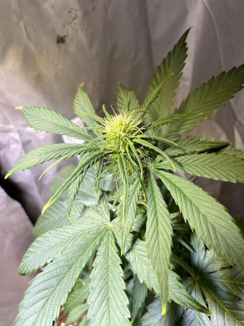 Auto Mokum's Tulip. Week 6