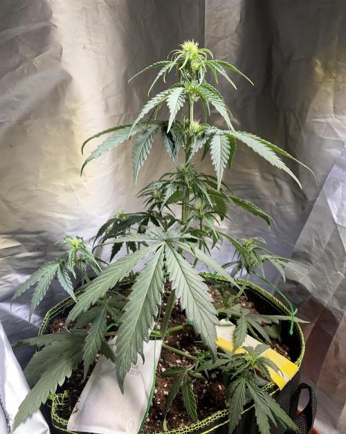 Auto Mokum's Tulip. Week 6