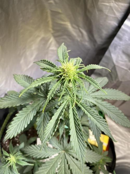 Auto Mokum's Tulip. Week 6