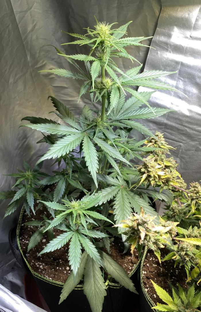 Auto Mokum's Tulip. Week 7