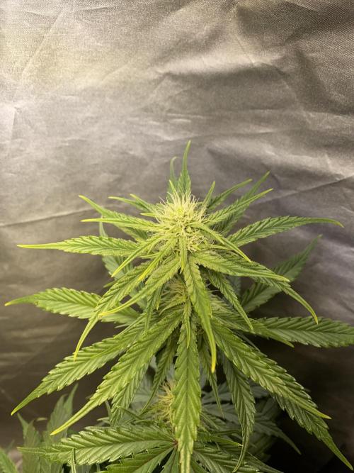 Auto Mokum's Tulip. Week 8