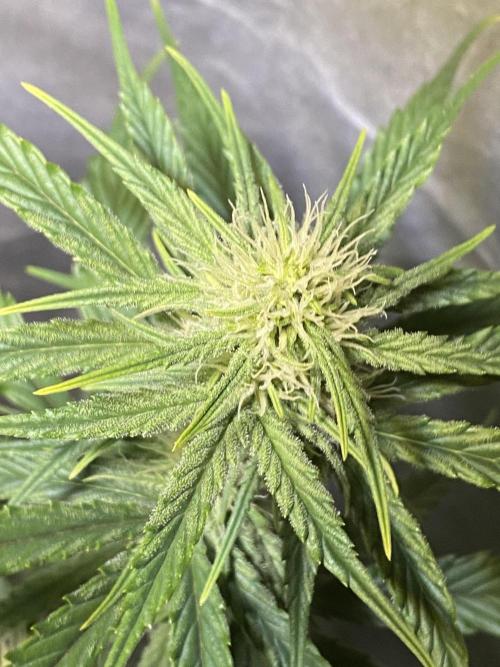 Auto Mokum's Tulip. Week 8