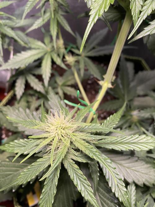 Auto Mokum's Tulip. Week 8