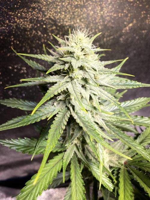 Auto Mokum's Tulip. Week 9