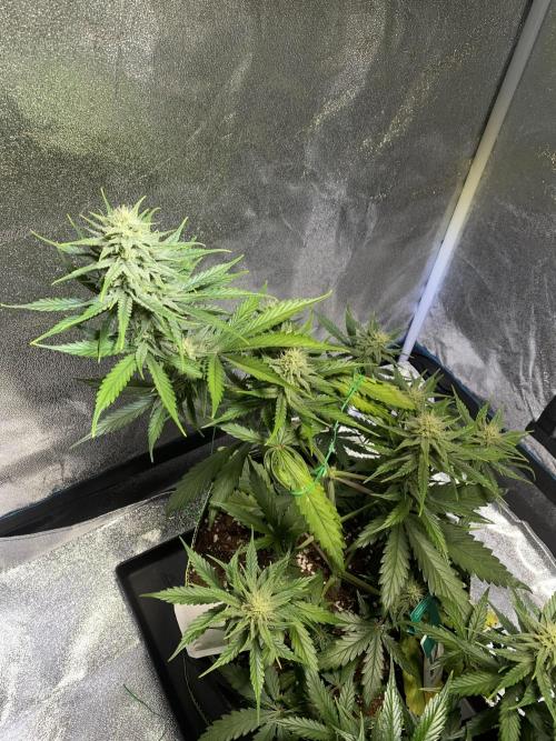 Auto Mokum's Tulip. Week 9