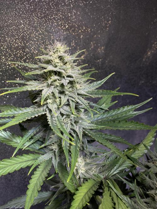 Auto Mokum's Tulip. Week 10