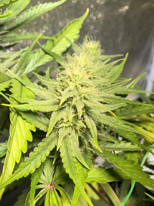 Auto Mokum's Tulip. Week 10