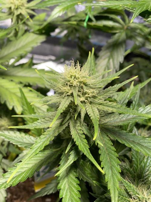 Auto Mokum's Tulip. Week 10