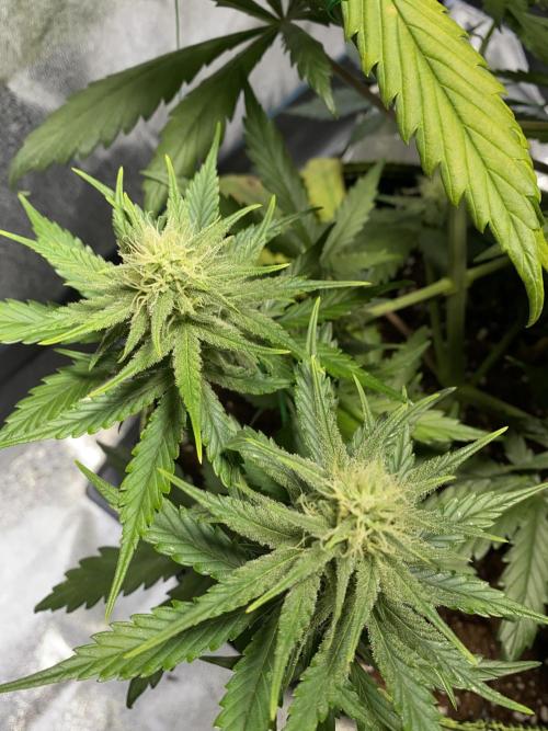 Auto Mokum's Tulip. Week 10