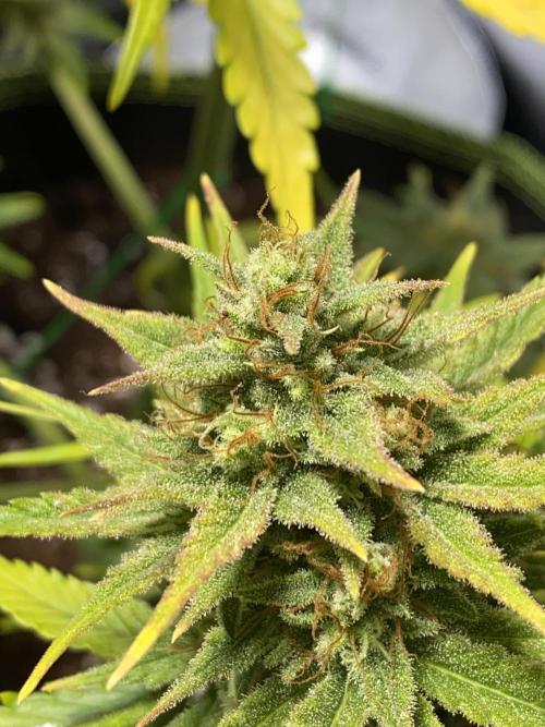 Auto Mokum's Tulip. Week 11