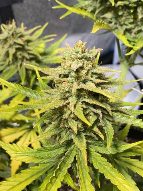 Auto Mokum's Tulip. Week 11