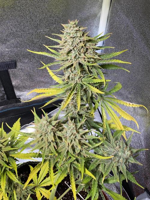 Auto Mokum's Tulip. Week 11