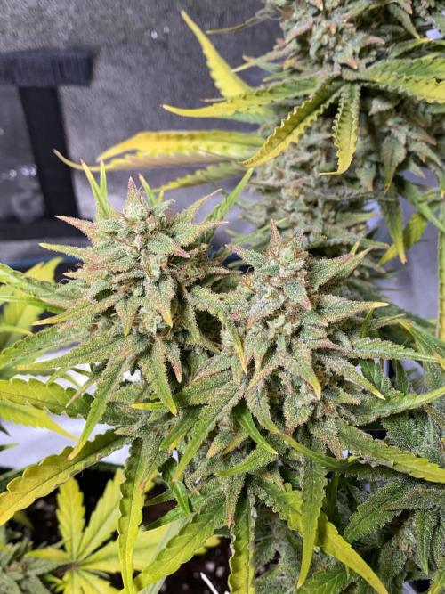 Auto Mokum's Tulip. Week 11