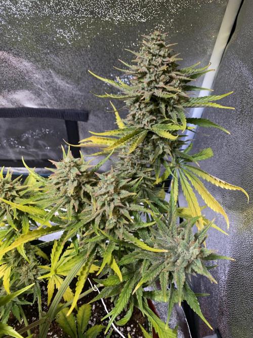 Auto Mokum's Tulip. Week 11