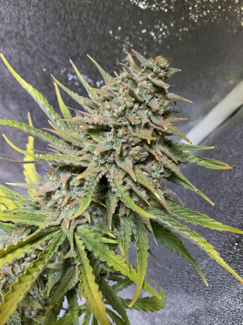 Auto Mokum's Tulip. Week 11