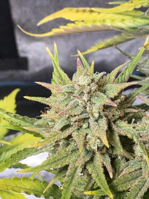 Auto Mokum's Tulip. Week 11