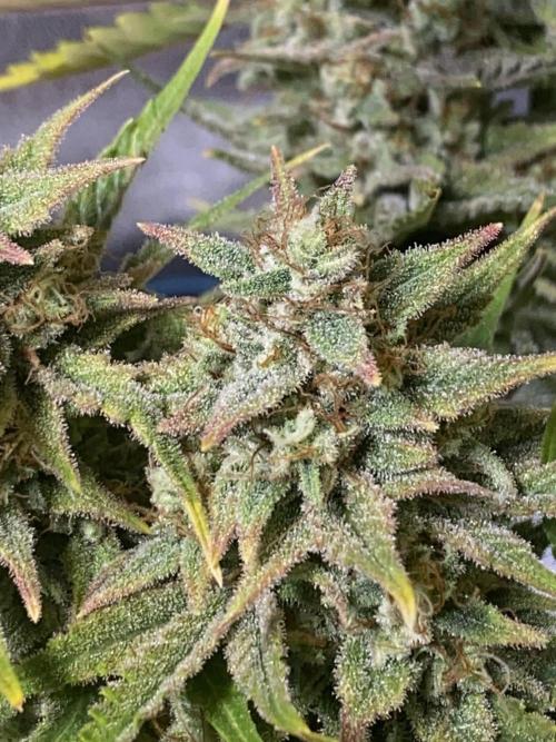 Auto Mokum's Tulip. Week 11