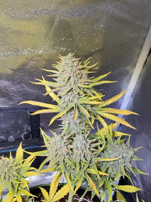 Auto Mokum's Tulip. Week 12