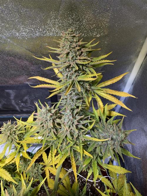 Auto Mokum's Tulip. Week 12