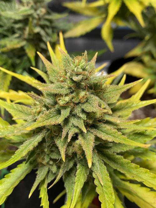 Auto Mokum's Tulip. Week 12