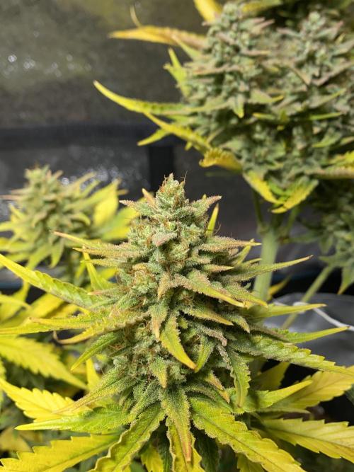 Auto Mokum's Tulip. Week 12