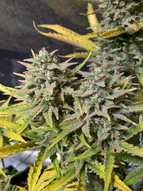 Auto Mokum's Tulip. Week 12