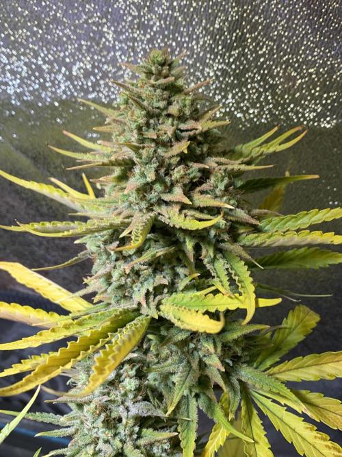 Auto Mokum's Tulip. Week 12