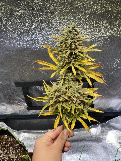 Auto Mokum's Tulip. Week 13