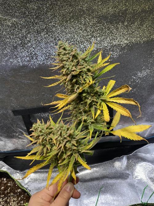 Auto Mokum's Tulip. Week 13