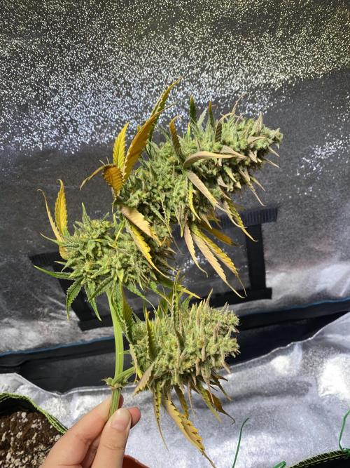 Auto Mokum's Tulip. Week 13