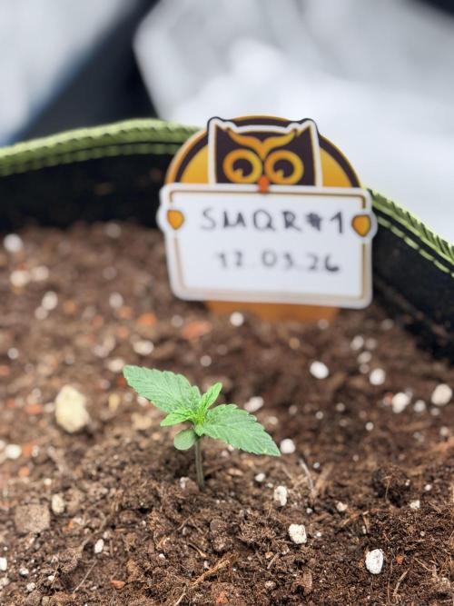 SMQR#1 & Mephistoreoz. Week 1