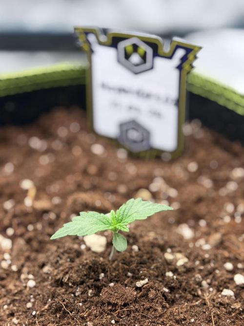SMQR#1 & Mephistoreoz. Week 1