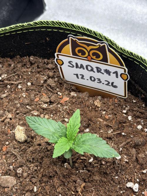 SMQR#1 & Mephistoreoz. Week 2
