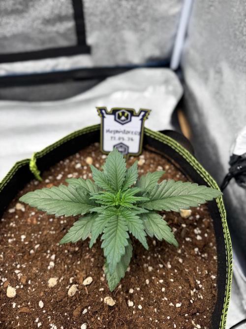 SMQR#1 & Mephistoreoz. Week 4