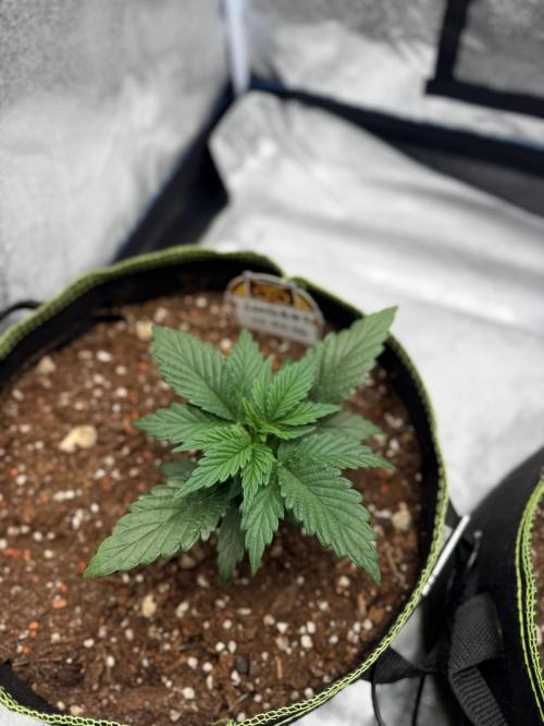 SMQR#1 & Mephistoreoz. Week 4