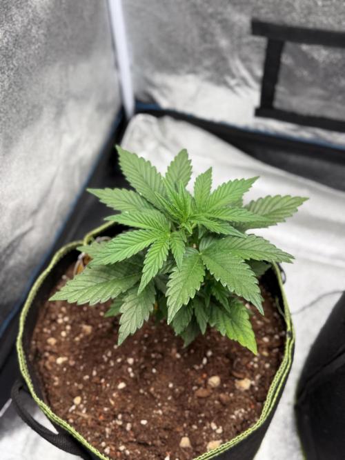 SMQR#1 & Mephistoreoz. Week 5
